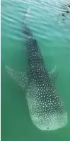  ?? Courtesy: EAD ?? EAD tweeted images of the whale shark in shallow waters.