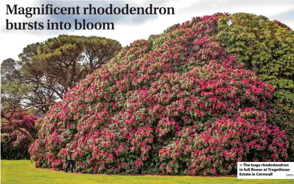  ?? SWNS ?? > The huge rhododendr­on in full flower at Tregothnan Estate in Cornwall