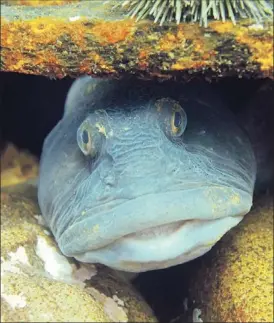  ?? — Photo by Jeffrey Gallant, Geerg.ca/special to The Telegram ?? An ocean pout peeks out from the wreck of the HMS Raleigh.