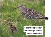  ??  ?? Controllin­g carrion crows helps curlew chicks to survive