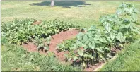  ?? ERIC MCCARTHY/JOURNAL PIONEER ?? RIGHT: A portion of the Good Food, Good Health garden which was a centerpiec­e of the seven-week summer project.