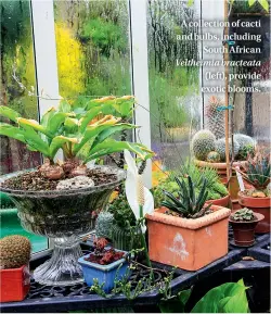  ??  ?? A collection of cacti and bulbs, including South African Veltheimia bracteata (left), provide exotic blooms.