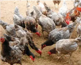  ??  ?? Native chicken production.