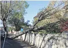  ??  ?? DAMAGE Trees uprooted by Ophelia