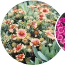  ?? NATIONAL GARDEN BUREAU ?? Gaillardia, left, is a perfect perennial for water- wise gardeners. In the proper location, this sun- loving plant provides years of colour. Dianthus, right, is a heat- lover with a heavenly scent.