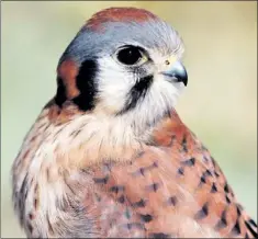  ?? — Photo by Ken Knowles/Special to The Telegram ?? The American kestrel, our smallest falcon.