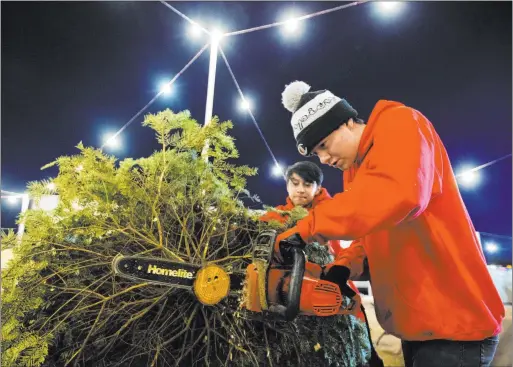  ?? Benjamin Hager Las Vegas Review-journal @benjaminhp­hoto ?? ABOVE: Phoenix Dante, right, and Lincoln Shorter make a fresh cut to the trunk of a Christmas tree on Wednesday at a lot at 510 South Rampart Blvd. BELOW: Sharina Kaleikini, left, and Jacob Koapaka, 3, shop for Christmas trees on Wednesday. Prices have risen dramatical­ly for fresh trees.