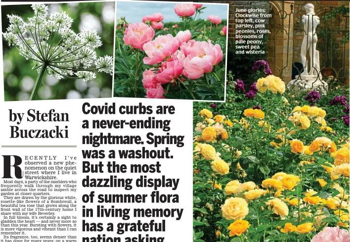  ?? Pictures: VIKKI RIMMER / GEORGIANNA LANE / ALAMY ?? June glories: Clockwise from top left, cow parsley, pink peonies, roses, blossoms of pale peony, sweet pea and wisteria