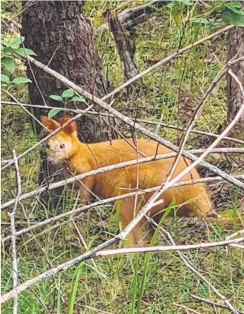  ??  ?? ‘Mani’ the golden swamp wallaby, in Nerang National Park. Picture: Cassandra Brown