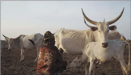  ?? (AP/Leo Correa) ?? Dieynaba Toure, 46, milks a cow April 12 at the compound of her family in the village of Anndiare, Senegal.