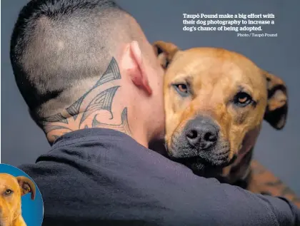  ?? Photo / Taupō Pound ?? Taupō Pound make a big effort with their dog photograph­y to increase a dog’s chance of being adopted.