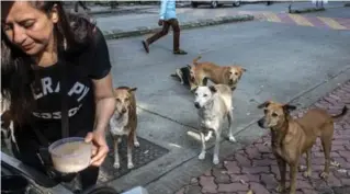  ??  ?? Niharika Kishan Gandhi delivers meals to stray dogs near her house in suburban Mumbai.