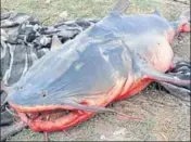  ?? HT FILE ?? Dead fish taken out of Beas river near Amritsar on Thursday.