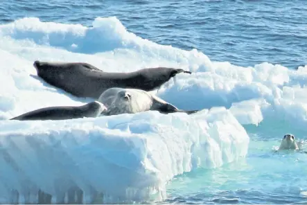  ?? ?? Weddell seals on Antarctic ice floe, above, the team’s first tagged Elephant seal, below left, and an Adelie penguin.