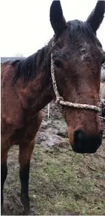  ?? RSPCA ?? EMACIATED: Paris after her rug was removed by RSPCA inspectors