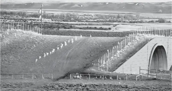  ?? WYOMING FISH AND GAME DEPARTMENT ?? An image from video shows a herd of pronghorn crossing Route 191 in Wyoming. Crossings like these have reduced collisions between animals and vehicles.