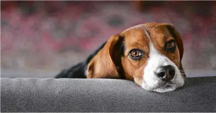  ??  ?? Cão da raça beagle, a mesma que foi utilizada pelos cientistas suecos para achar genes que os predispõem à sociabilid­ade