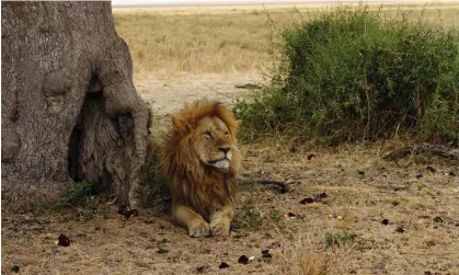  ?? Photograph: Janina Delissen/Alamy ?? A study shows lions in Kenya becoming more visible to their prey as elephants browse upon and break acacia trees undeterred by a species of invasive ant