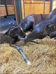  ?? PHOTO COURTESY OLD TAVERN FARM ?? Memento d’Oro and her Bodemeiste­r filly