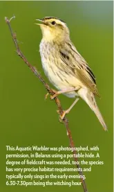  ??  ?? This Aquatic Warbler was photograph­ed, with permission, in Belarus using a portable hide. A degree of fieldcraft was needed, too: the species has very precise habitat requiremen­ts and typically only sings in the early evening, 6.30-7.30pm being the witching hour