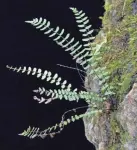  ?? JIM MCCORMAC ?? Black-stemmed Spleenwort on a limestone cliff in Adams County, Ohio.