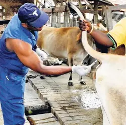  ??  ?? Dr Paul Cadogan draws blood from a cow