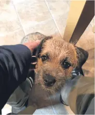  ??  ?? Border terrier pup Rosco was stolen from 82-year-old Leonard Ormond.