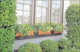  ?? PHOTOS BY CHRISTINE ARPE GANG/SPECIAL TO THE COMMERCIAL APPEAL ?? Window boxes filled with marigolds and calibracho­as stand out among the evergreen shrubs in front of the Grewe house.