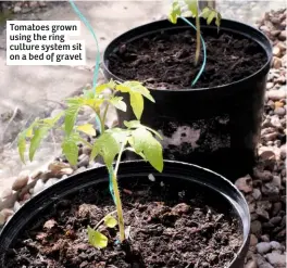  ??  ?? Tomatoes grown using the ring culture system sit on a bed of gravel
