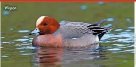  ??  ?? Wigeon