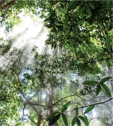 ??  ?? Asombran las formas, colores, sonidos y aromas que abundan en el Bosque Lluvioso de
Costa Rica.