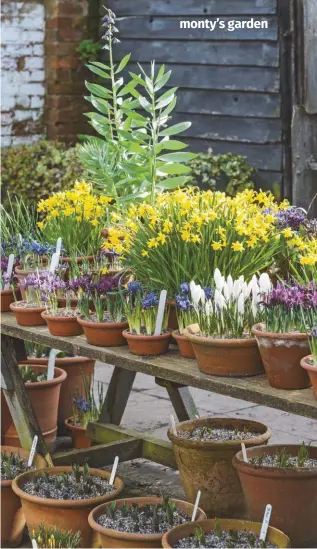  ??  ?? ABOVE Bulbs in terracotta pots make a pleasing scene, with the lofty
Fritillari­a persica rising above
Narcissus ‘Tête-àtête’, crocuses and dwarf irises