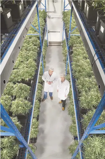  ??  ?? Les usines qui produisent déjà le cannabis à des fins médicales voudraient produire celle que l’on consommera à des fins récréative­s. – Archives