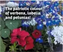  ??  ?? The patriotic colour of verbena, lobelia and petunias!