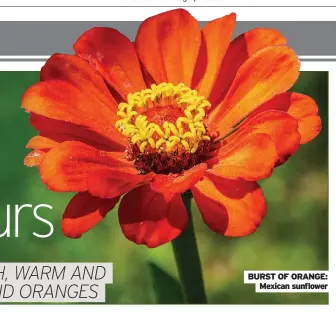  ??  ?? BURST OF ORANGE: Mexican sunflower