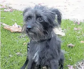  ??  ?? Ringo. Uno de los 7 perros maltratado en Lanús en un hecho viralizado.