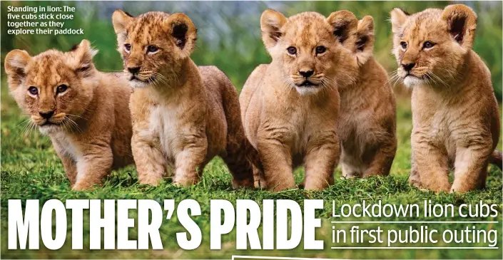  ??  ?? Standing in lion: The five cubs stick close together as they explore their paddock