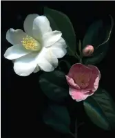  ??  ?? Pin-sharp: camellias by Cynthia Sharp