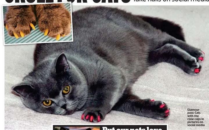  ??  ?? Glamour puss: Cats with the claw caps in pictures on social media