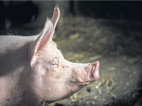  ??  ?? CARE ISSUE: Farrowing crates for pigs are among items addressed in the UK Government’s Animal Sentience Bill.