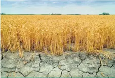  ??  ?? Le météorolog­ue André Monette espère se tromper, mais il anticipe un été de sécheresse pour plusieurs régions.
