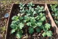  ??  ?? Arkansans can grow vegetables year-round, as this happy looking cabbage bed demonstrat­ed Nov. 10, 2019.