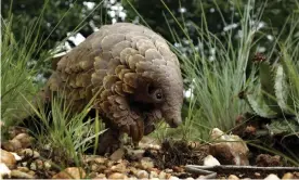  ??  ?? My editor and I removed the pangolin from the final draft of the book because, as she told me: ‘People will think you’ve stolen it from the real world.’ Photograph: Themba Hadebe/AP