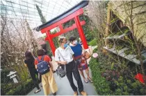  ?? REUTERS ?? VISITORS wearing face masks look at a scale model of a traditiona­l Japanese Gassho-style farmhouse during the Sakura Matsuri floral display at the Flower Dome of Gardens by the Bay, Singapore, March 6.