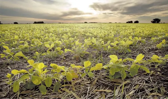  ??  ?? Punto de partida. La Argentina tiene condicione­s de clima y suelo ideales para la oleaginosa, que genera el 25% de las divisas por exportacio­nes del país.