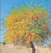  ?? HT ?? Flowering of rohida tree in Thar desert indicates a good monsoon, according to the environmen­t science professor.