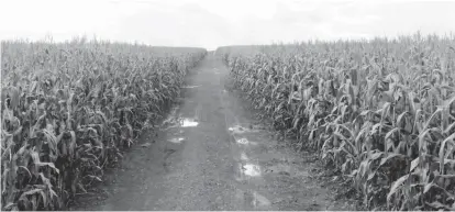  ??  ?? Ripening maize as far as the eye can see. The crop was grown under the Command Agricultur­e scheme
