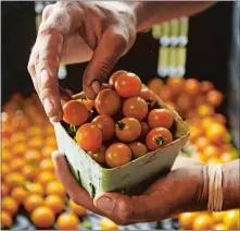  ?? SEAN D. ELLIOT/ THE DAY ?? Farmer Jimmy Moran fills pint containers with sungold cherry tomatoes at Wehpittitu­ck Farm in Stonington.