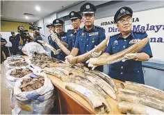  ?? ASHRAF SHAMSUL/ THESUN ?? Mohd Pudzi (second from right) and his officers showing the ivory tusks and pangolin scales that were seized at the KLIA Customs office yesterday.