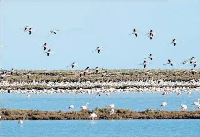  ?? XAVI JURIO ?? Flamencs a la punta de la Banya, a les salines de la Trinitat, espai en perill per la crisi climàtica